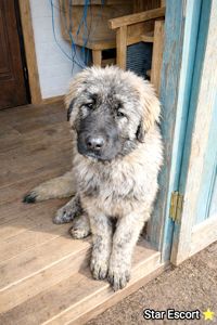 Хлопчик кавказької вівчарки, нащадок робочих чемпіонів, козопас, охоронець, компаньйон