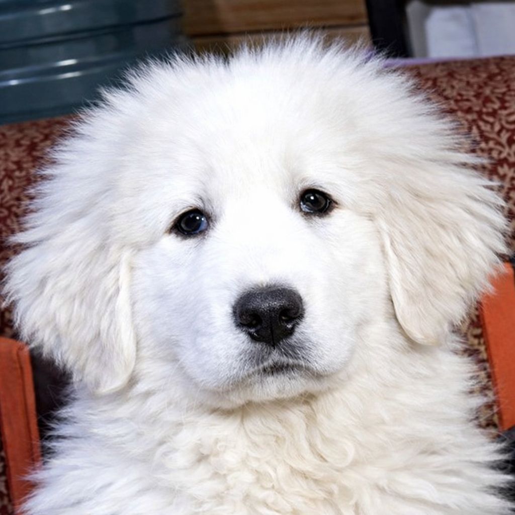 Унікальна біла дівчина кавказької вівчарки розплідник Start Escort