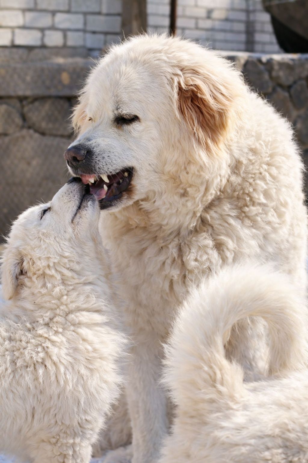 Великий хлопчик кавказької вівчарки шоу клас розплідник Star Escort