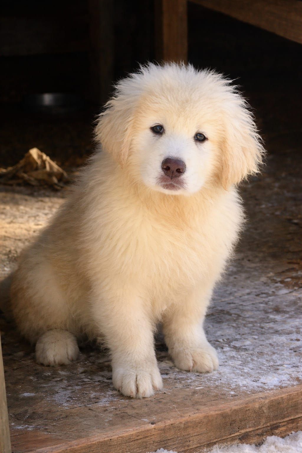 Унікальний білий хлопчик кавказької вівчарки виключно пухнастий Star Escort ⭐