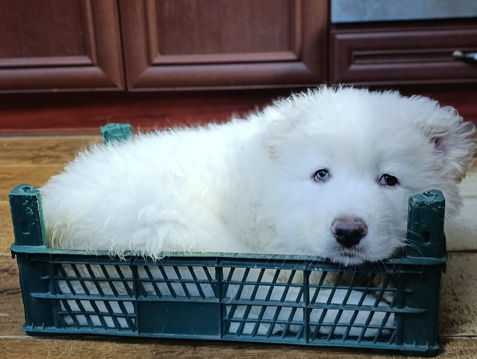 Великий повністю білий хлопчик кавказької вівчарки шоу класу Star Escort