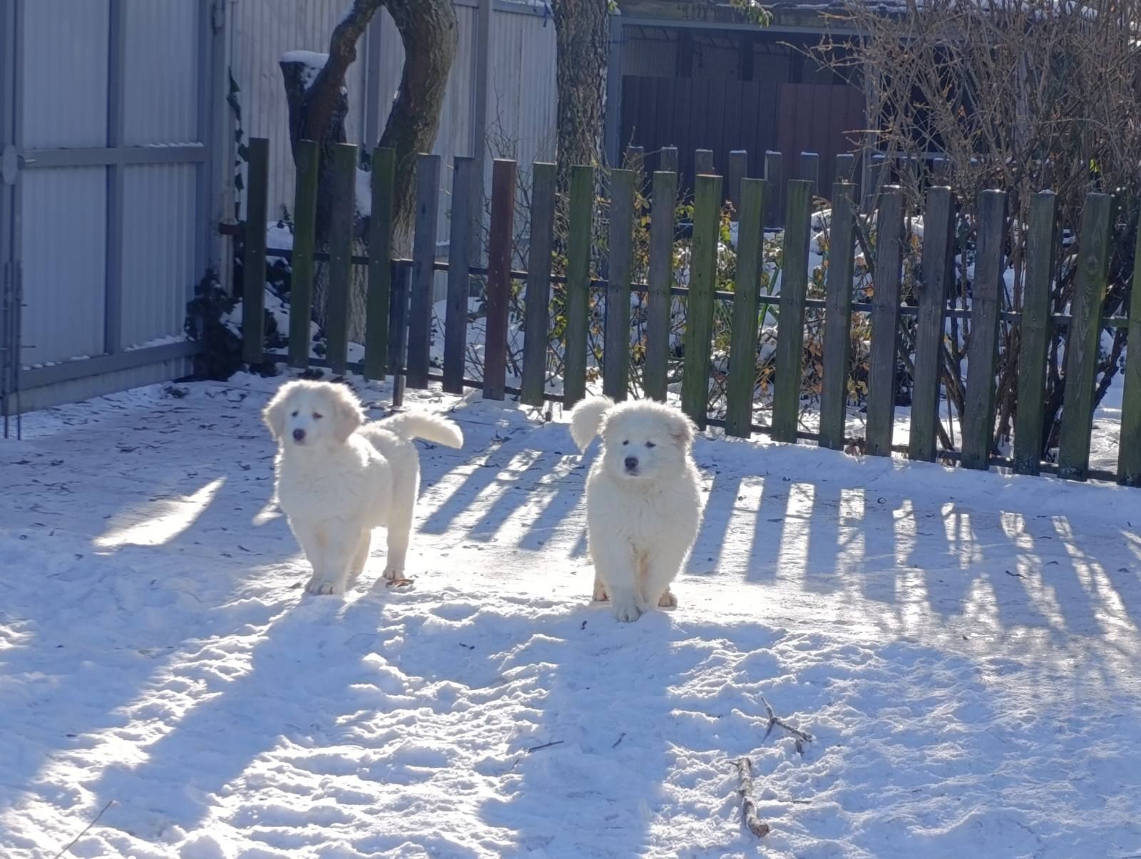 Унікальна біла дівчина кавказької вівчарки розплідник Start Escort