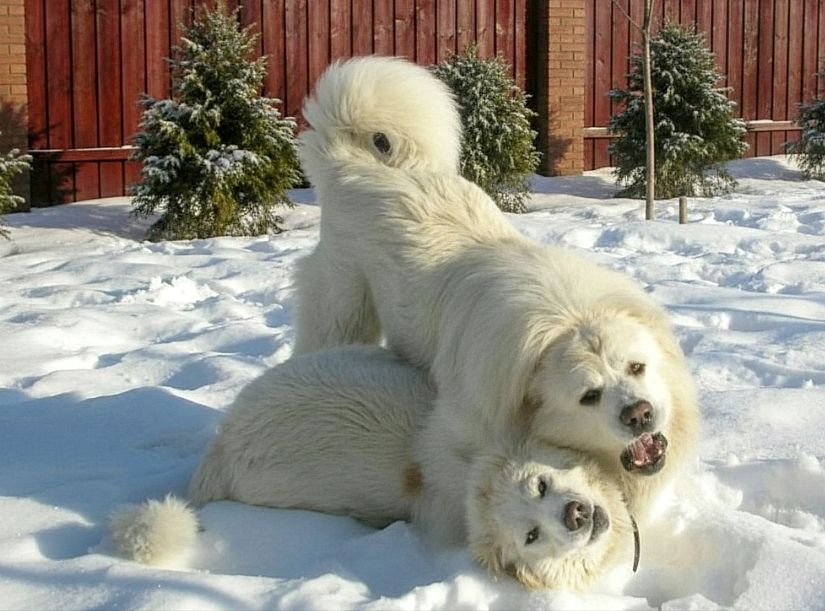 Великий повністю білий хлопчик кавказької вівчарки шоу класу Star Escort