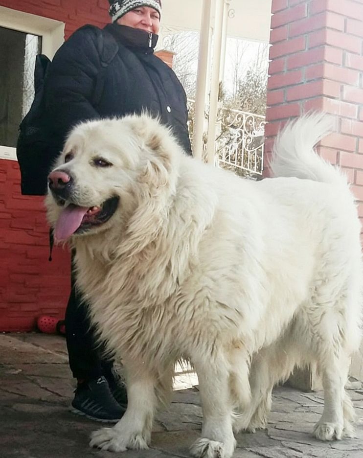 Великий повністю білий хлопчик кавказької вівчарки шоу класу Star Escort