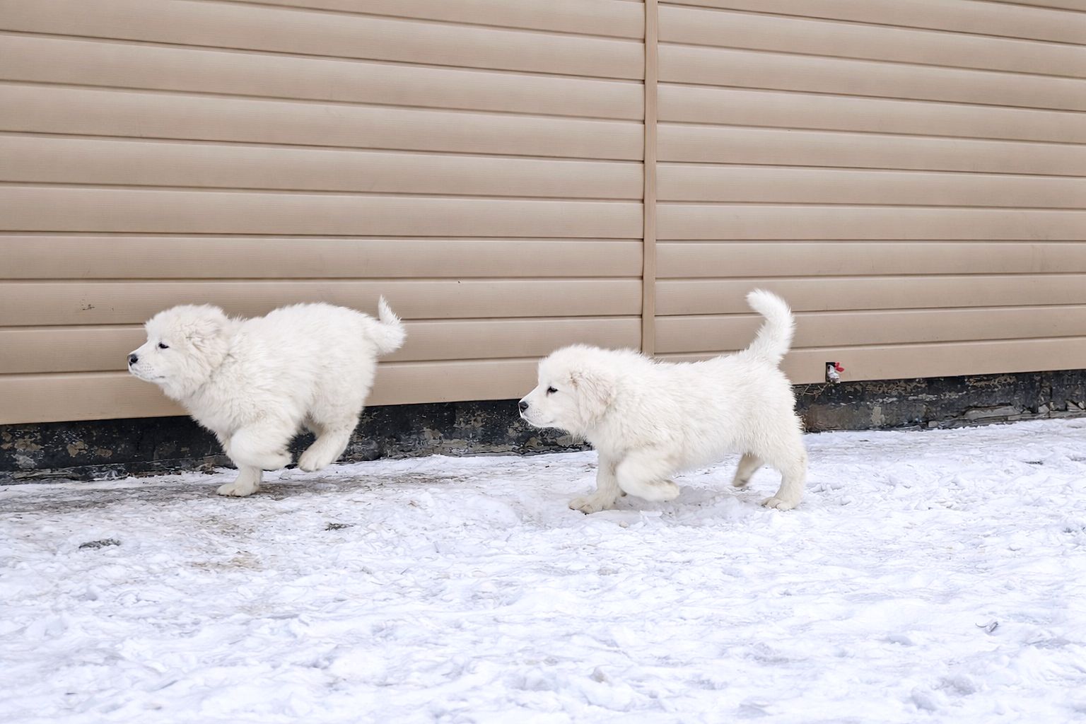 Унікальна біла дівчина кавказької вівчарки розплідник Start Escort