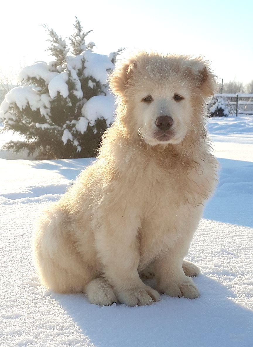 Біла велика дівчина кавказької вівчарки розплідник Star Escort