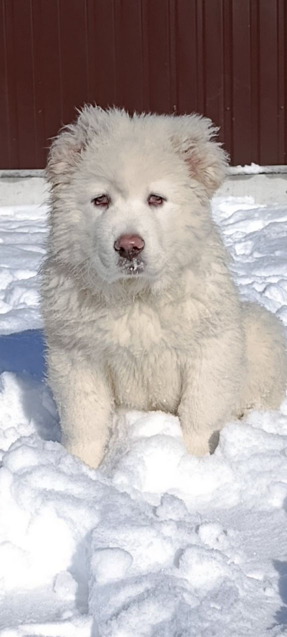 Біла велика дівчина кавказької вівчарки розплідник Star Escort