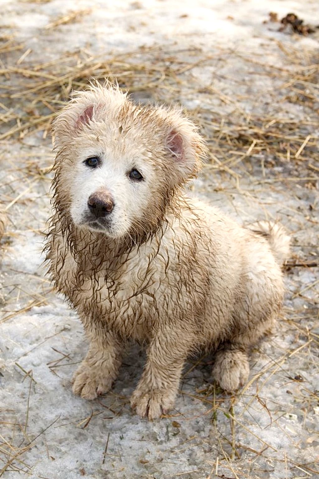 Біла велика дівчина кавказької вівчарки розплідник Star Escort