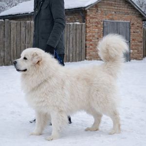 Унікальний білий хлопчик кавказької вівчарки виключно пухнастий Star Escort ⭐