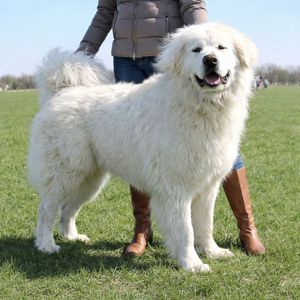 Унікальна біла дівчина кавказької вівчарки розплідник Start Escort