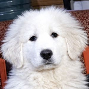 Унікальна біла дівчина кавказької вівчарки розплідник Start Escort