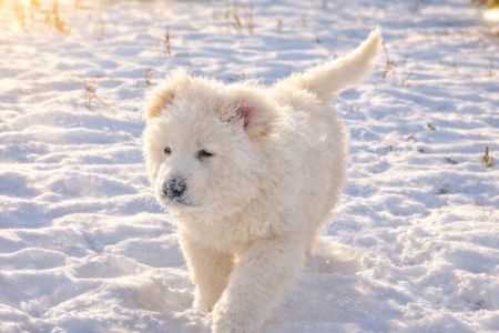 Великий повністю білий хлопчик кавказької вівчарки шоу класу Star Escort