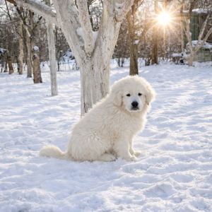 Унікальний білий хлопчик кавказької вівчарки виключно пухнастий Star Escort ⭐