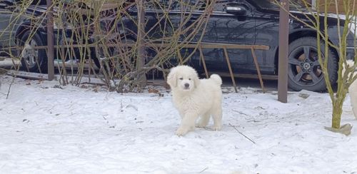 Унікальний білий хлопчик кавказької вівчарки виключно пухнастий Star Escort ⭐