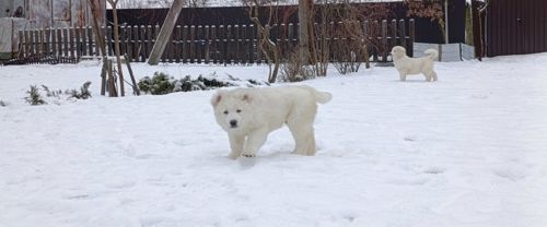 Великий повністю білий хлопчик кавказької вівчарки шоу класу Star Escort