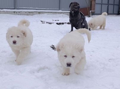 Великий повністю білий хлопчик кавказької вівчарки шоу класу Star Escort