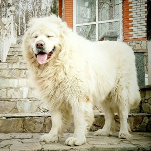 Великий хлопчик кавказької вівчарки шоу клас розплідник Star Escort