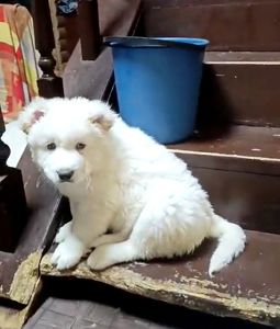 Великий повністю білий хлопчик кавказької вівчарки шоу класу Star Escort