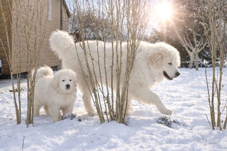 Унікальна біла дівчина кавказької вівчарки розплідник Start Escort