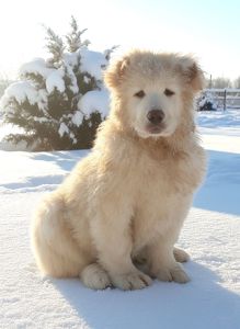 Біла велика дівчина кавказької вівчарки розплідник Star Escort