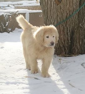 Великий хлопчик кавказької вівчарки шоу клас розплідник Star Escort