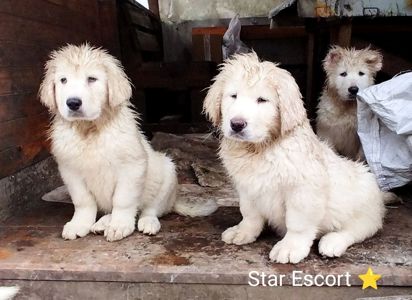 Великий хлопчик кавказької вівчарки шоу клас розплідник Star Escort