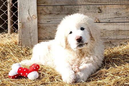 Великий хлопчик кавказької вівчарки шоу клас розплідник Star Escort