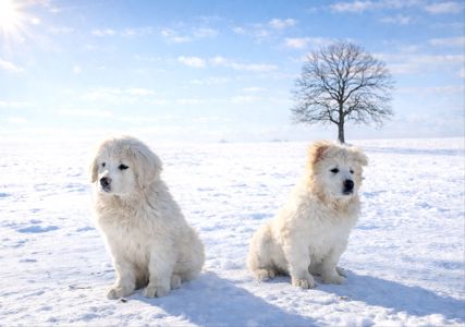 Великий хлопчик кавказької вівчарки шоу клас розплідник Star Escort