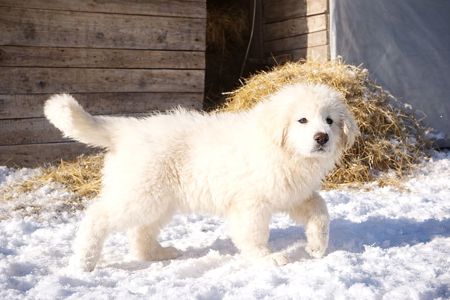 Унікальний білий хлопчик кавказької вівчарки виключно пухнастий Star Escort ⭐