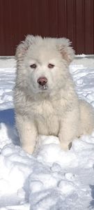 Біла велика дівчина кавказької вівчарки розплідник Star Escort