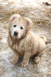 Біла велика дівчина кавказької вівчарки розплідник Star Escort