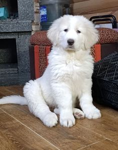 Унікальна біла дівчина кавказької вівчарки розплідник Start Escort