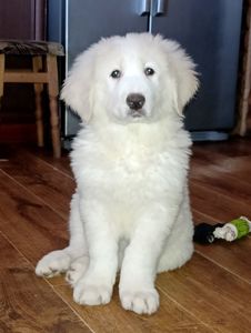 Унікальна біла дівчина кавказької вівчарки розплідник Start Escort