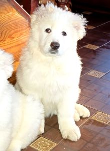 Біла велика дівчина кавказької вівчарки розплідник Star Escort