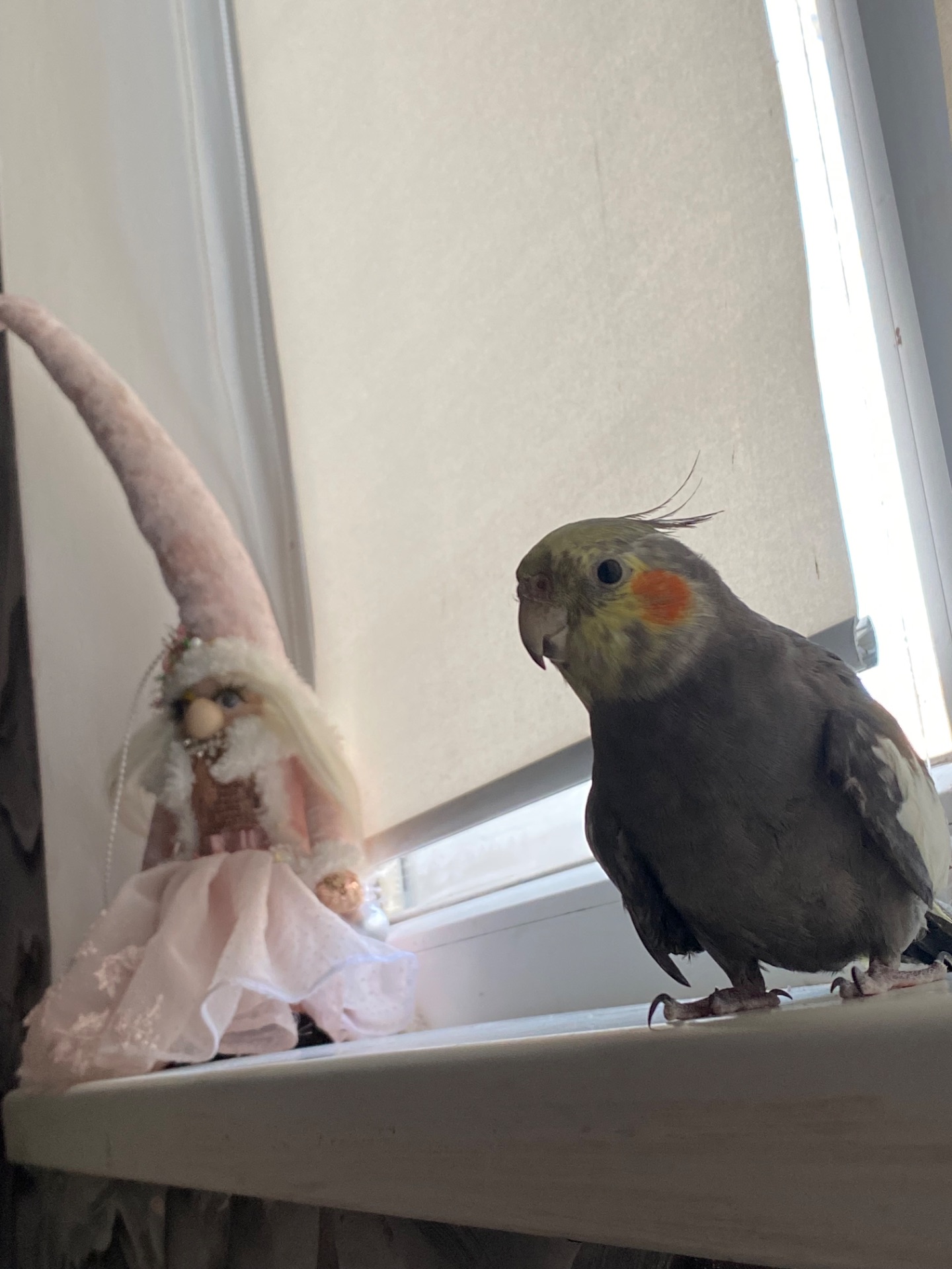 Отдам в хорошие руки!