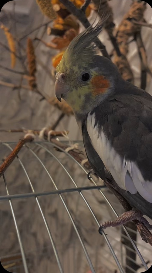 Отдам в хорошие руки!