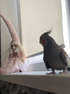 Отдам в хорошие руки!