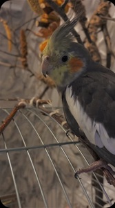 Отдам в хорошие руки!