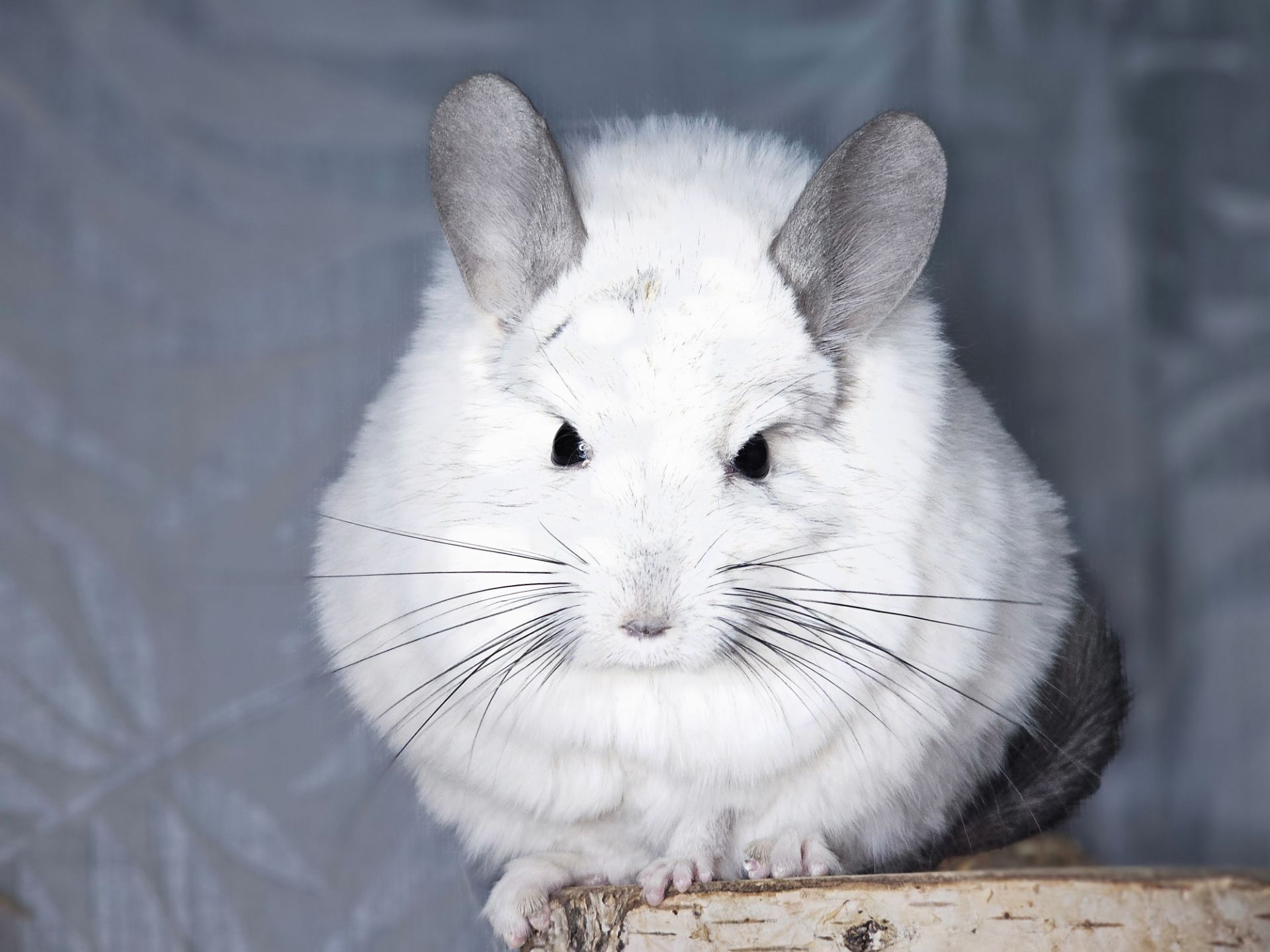 ШИНШИЛЛЫ И ШИНШИЛЛЯТА