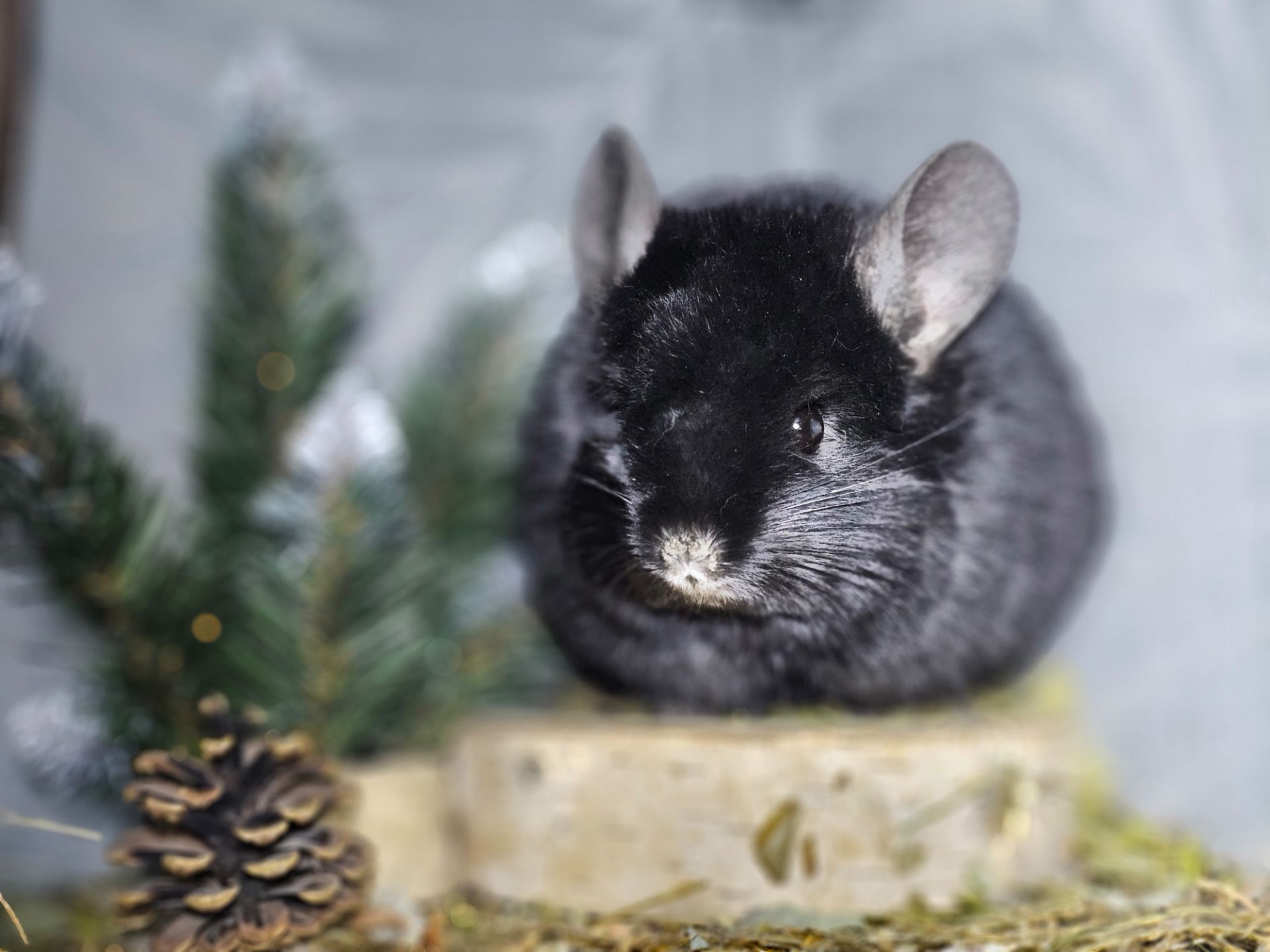 ШИНШИЛЛЫ И ШИНШИЛЛЯТА