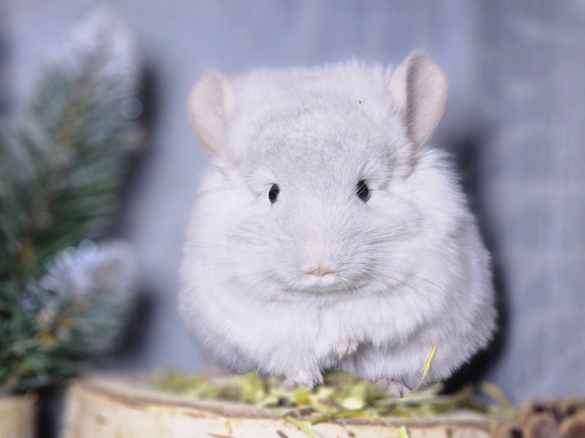 ШИНШИЛЛЫ И ШИНШИЛЛЯТА