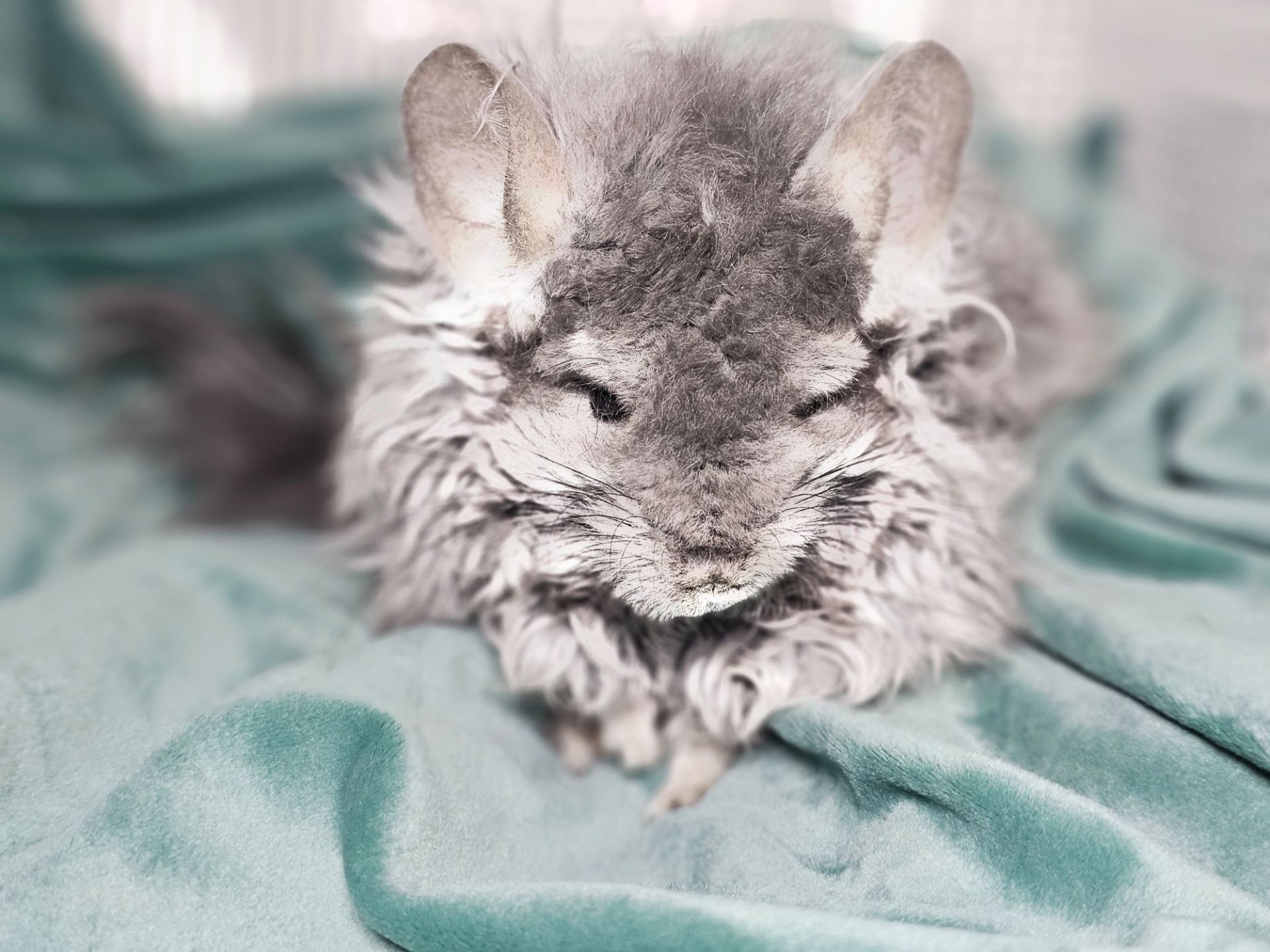 ШИНШИЛЛЫ И ШИНШИЛЛЯТА