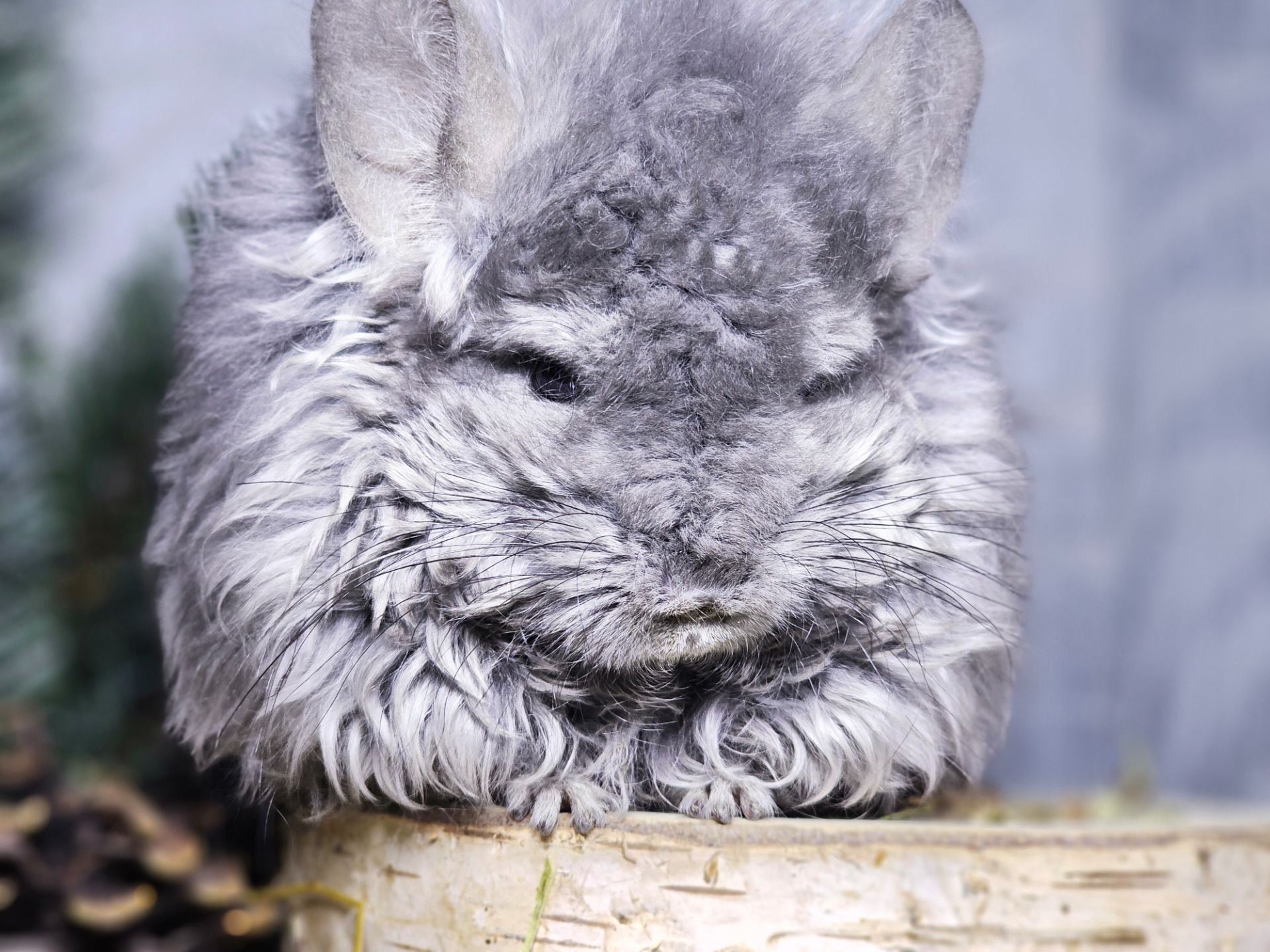 ШИНШИЛЛЫ И ШИНШИЛЛЯТА