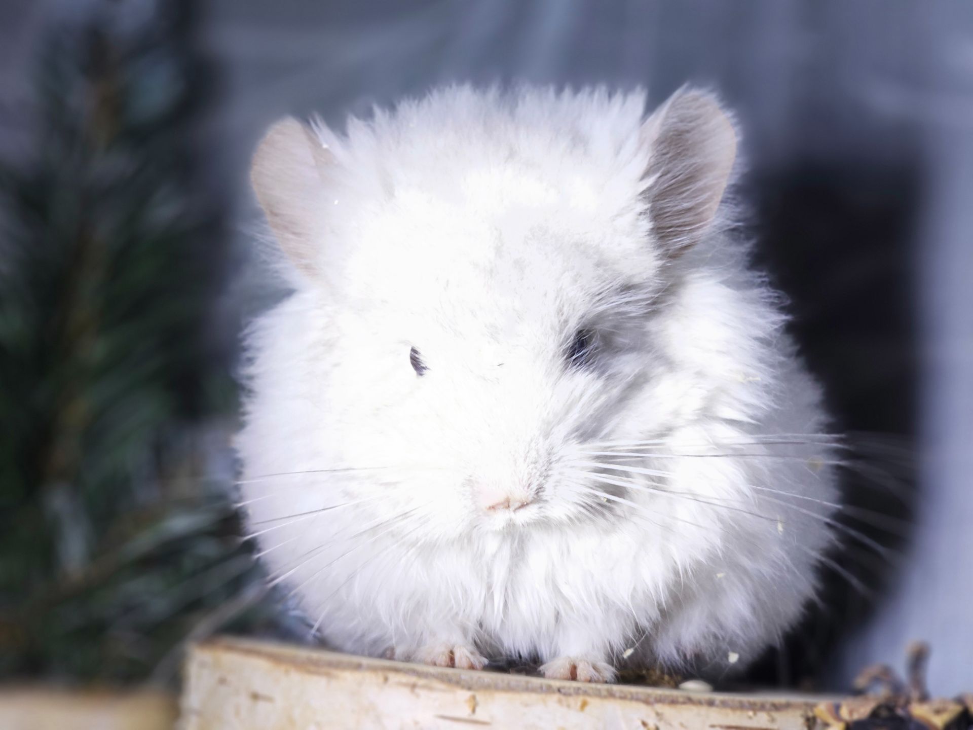 ШИНШИЛЛЫ И ШИНШИЛЛЯТА