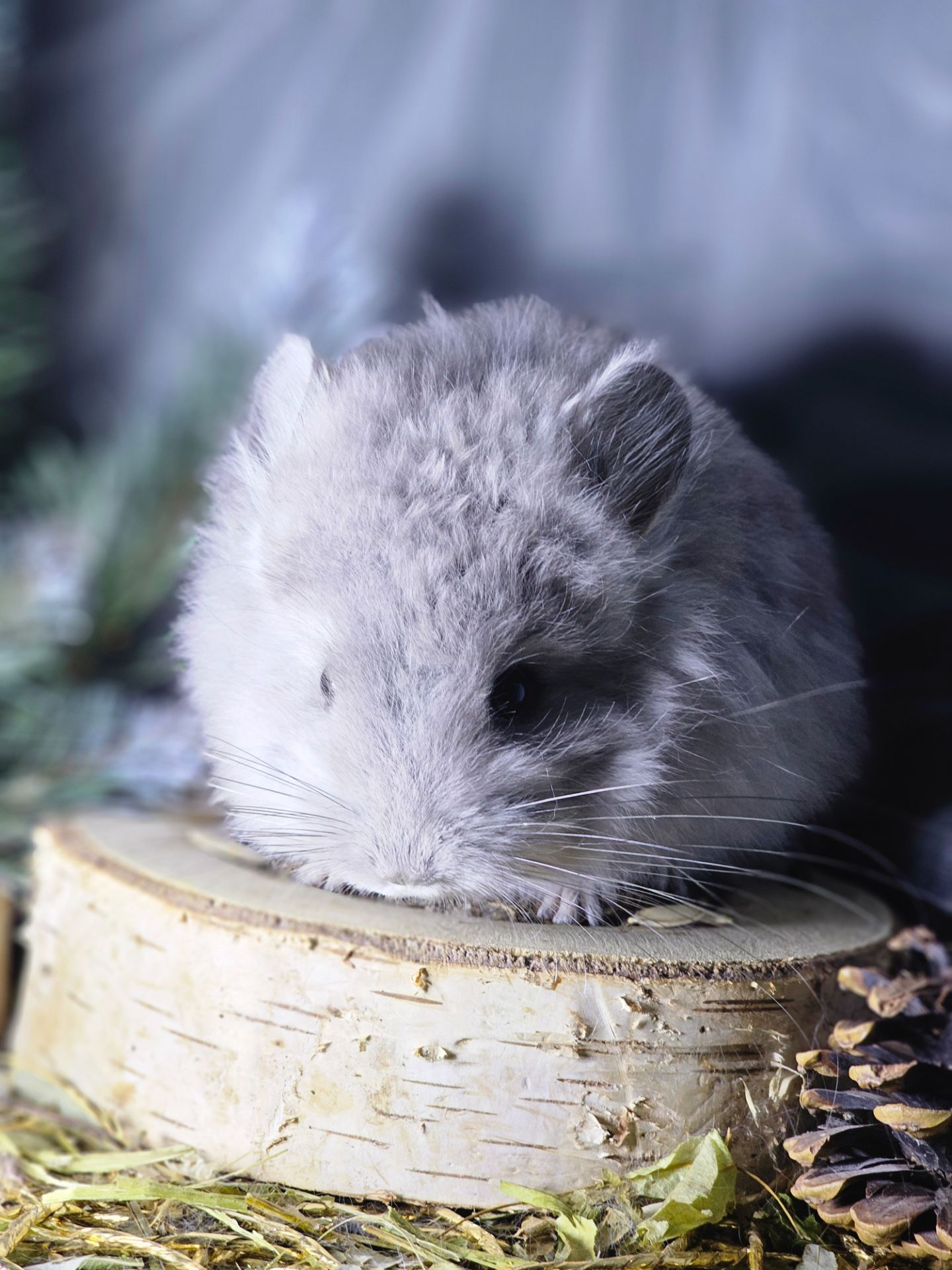 ШИНШИЛЛЫ И ШИНШИЛЛЯТА