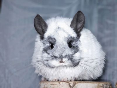 ШИНШИЛЛЫ И ШИНШИЛЛЯТА