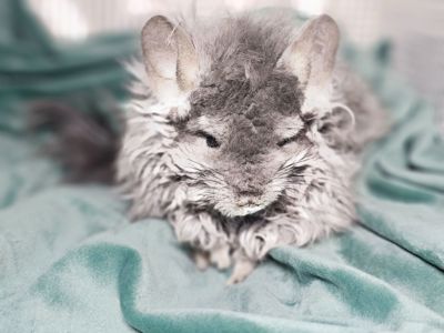 ШИНШИЛЛЫ И ШИНШИЛЛЯТА