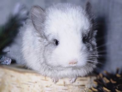 ШИНШИЛЛЫ И ШИНШИЛЛЯТА