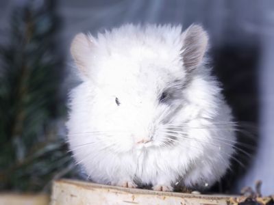 ШИНШИЛЛЫ И ШИНШИЛЛЯТА