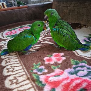 Еклектус - малята викормиші